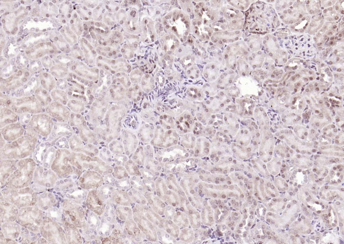 Rabbit anti-ANKRD54 Polyclonal Antibody