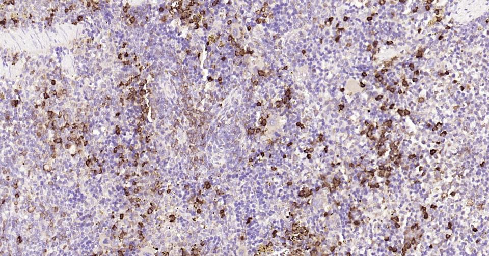Rabbit anti-CD9   Monoclonal Antibody