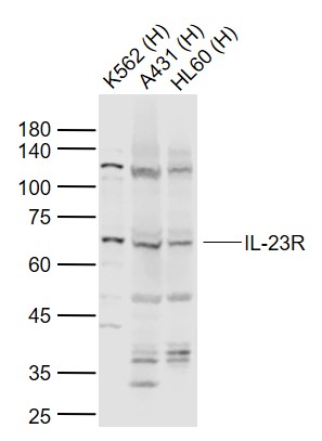 Rabbit anti-IL-23R Polyclonal Antibody