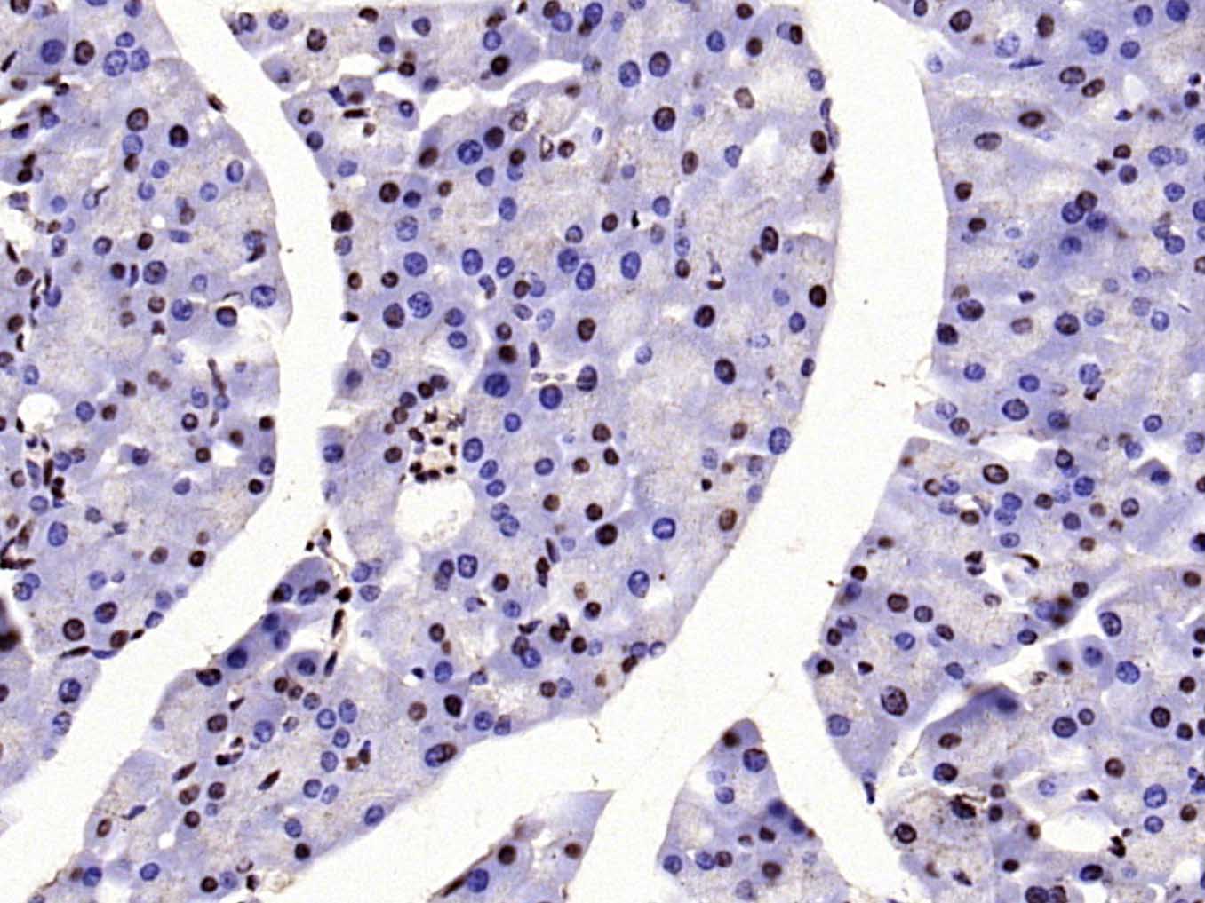 Rabbit anti-Histone H3(Acetyl K23) Polyclonal Antibody