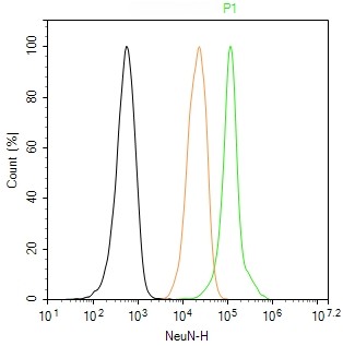 Rabbit anti-NeuN Monoclonal Antibody
