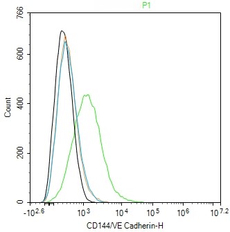 Rabbit anti-VE Cadherin Polyclonal Antibody