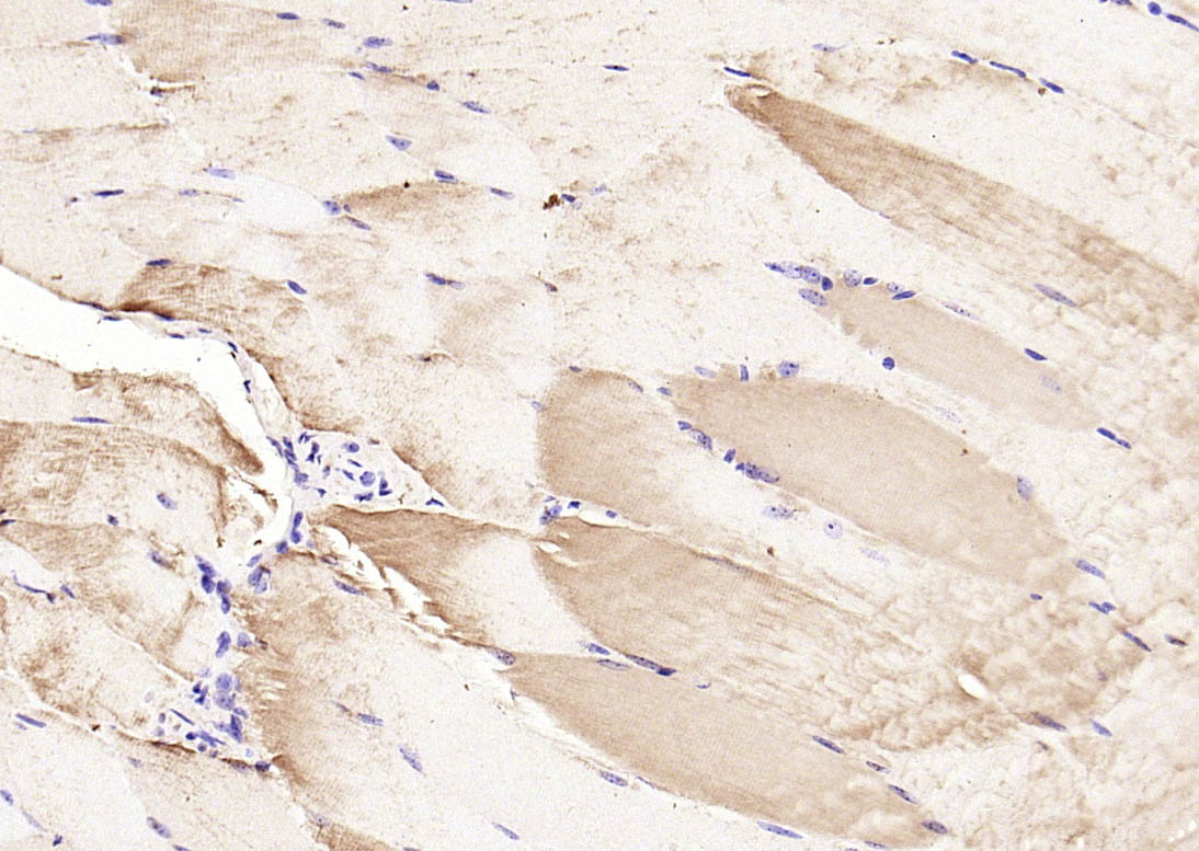 Rabbit anti-Phospho-CDKN1B(Ser178) Polyclonal Antibody