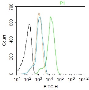 Rabbit anti-Phospho-TERT(Ser1125) Polyclonal Antibody