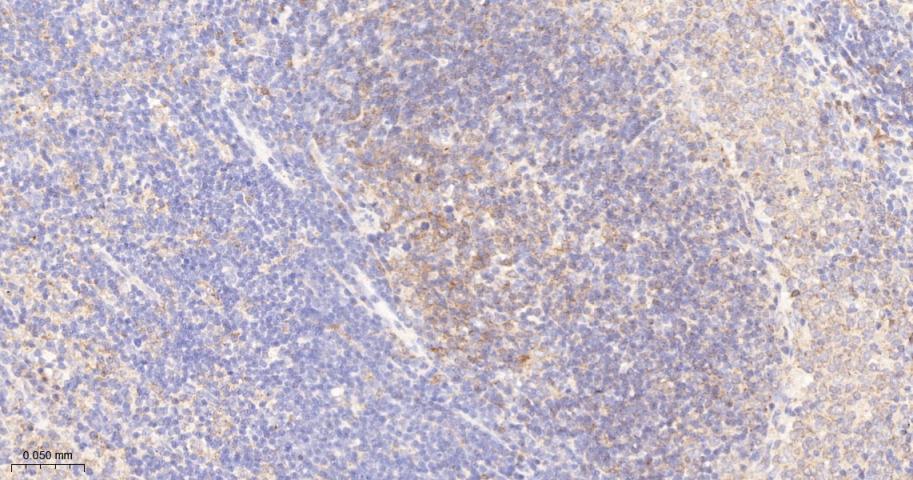 Rabbit anti-PKC δ Monoclonal Antibody