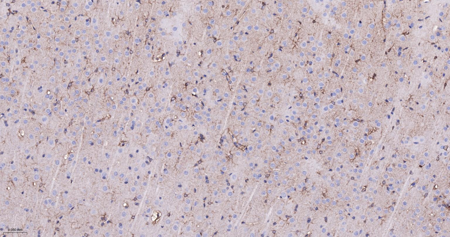 Rabbit anti- BDNF Monoclonal Antibody