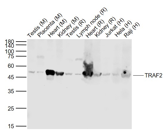 Rabbit anti-TRAF2 Polyclonal Antibody