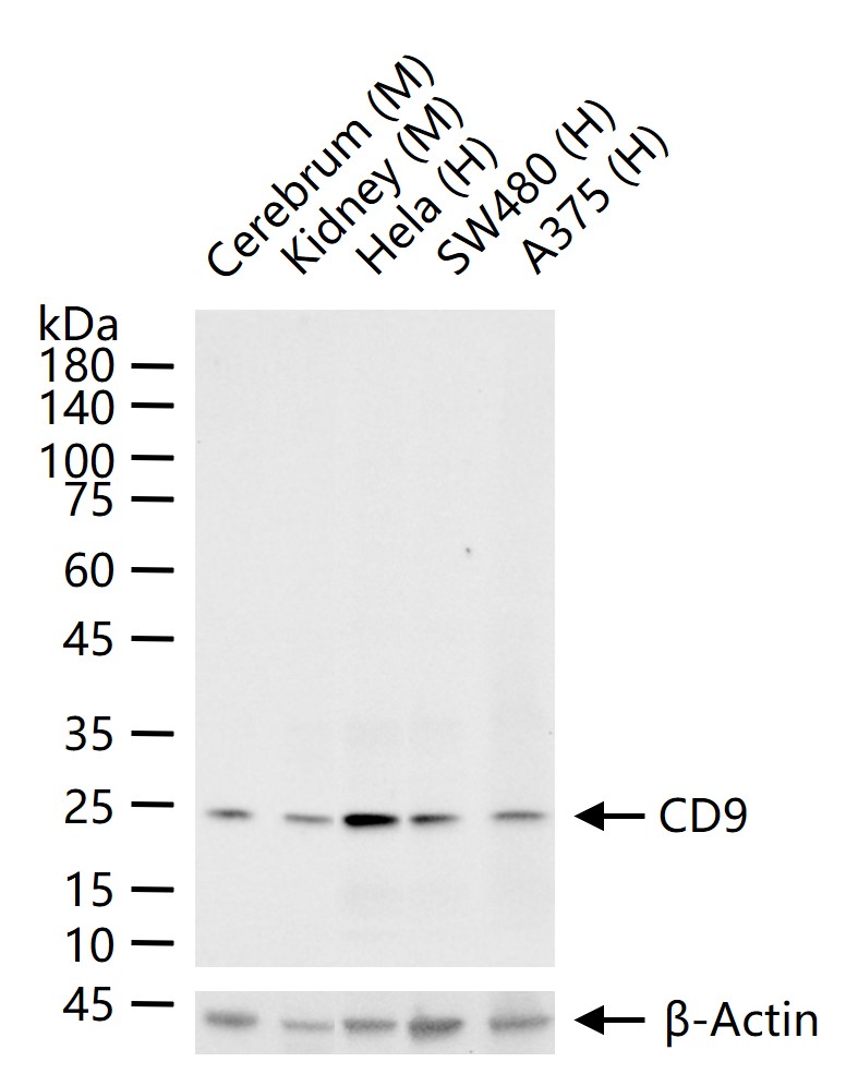 Rabbit anti-CD9 Monoclonal Antibody