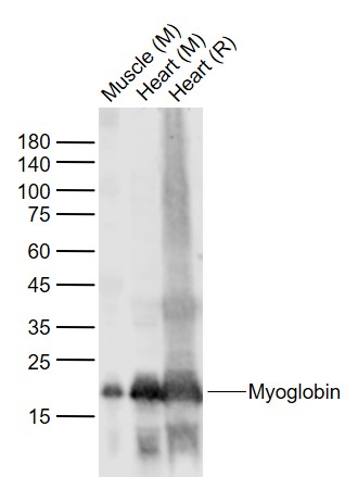 Rabbit anti-Myoglobin Polyclonal Antibody