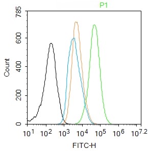 Rabbit anti-Phospho-NFKB p65(Ser276) Polyclonal Antibody