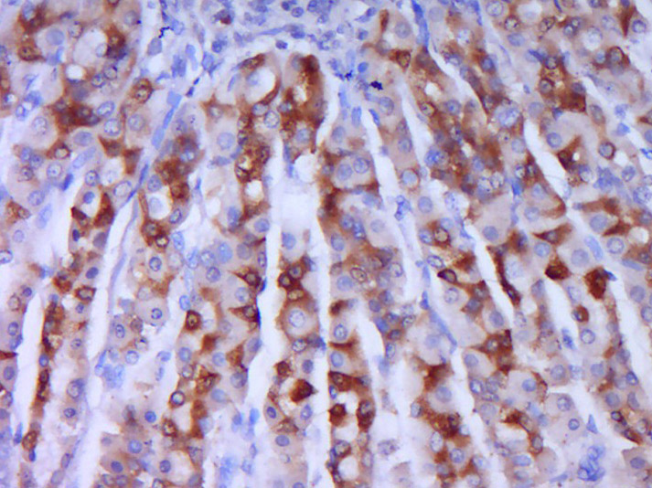 Rabbit anti-Phospho-IRS1(Ser636+Ser639) Polyclonal Antibody