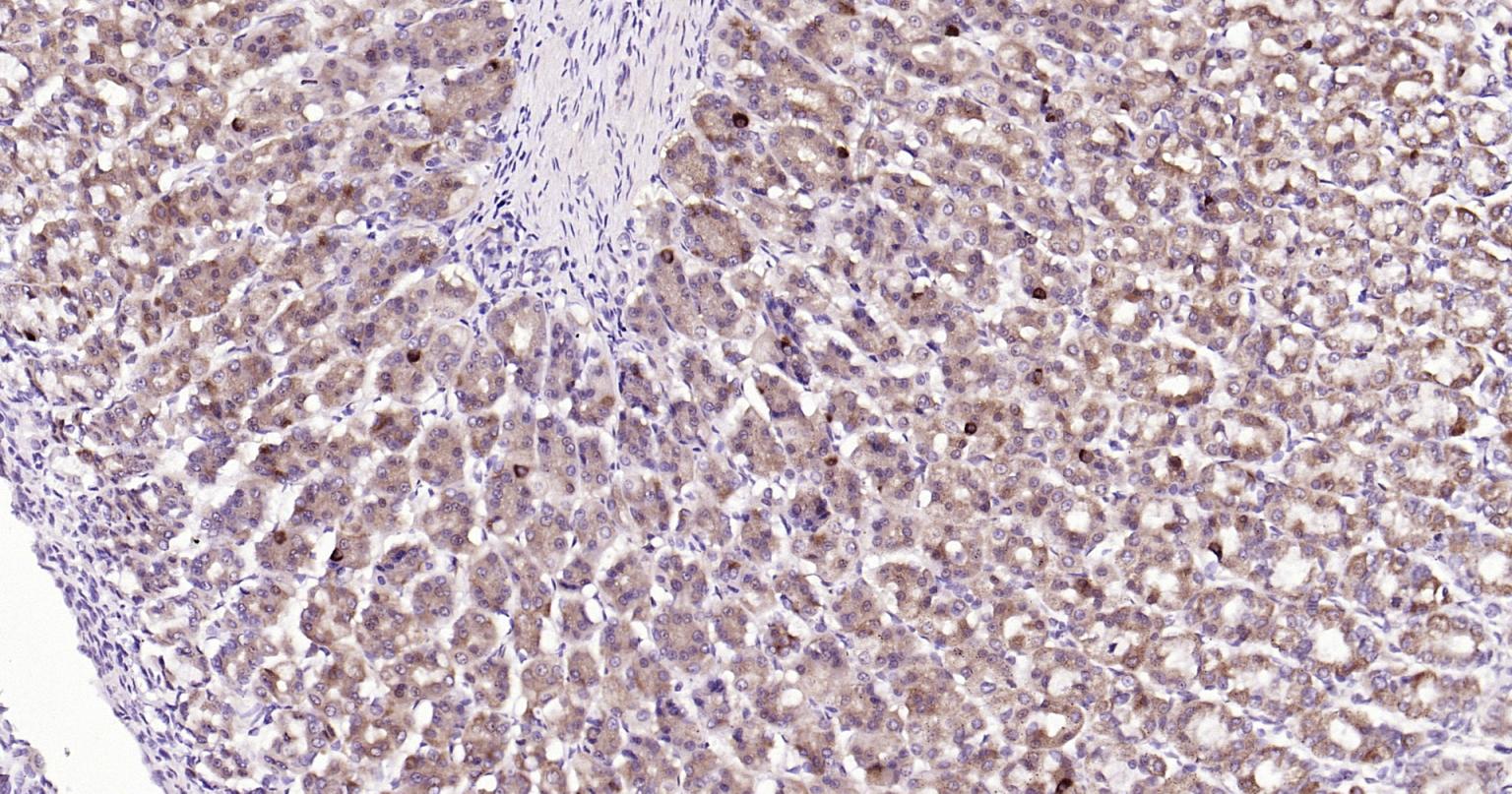 Rabbit anti-Beclin 1 Polyclonal Antibody