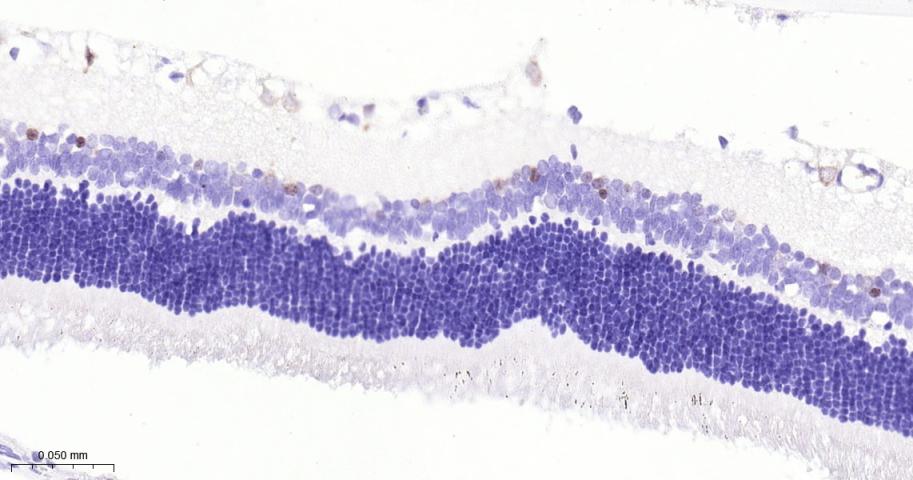 Rabbit anti-NeuN Monoclonal Antibody