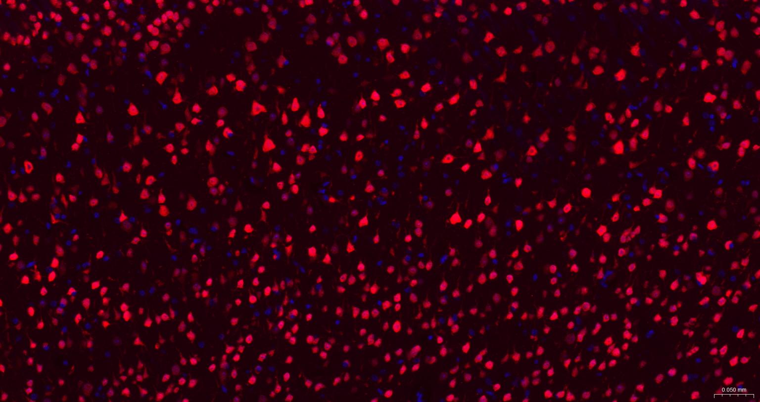 Rabbit anti-NeuN Monoclonal Antibody
