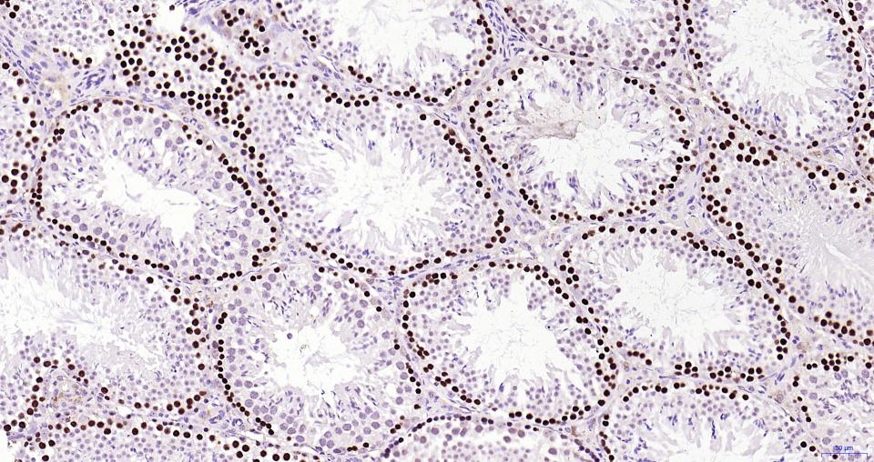 Rabbit anti-PCNA(Nuclear Loading Control) Monoclonal Antibody