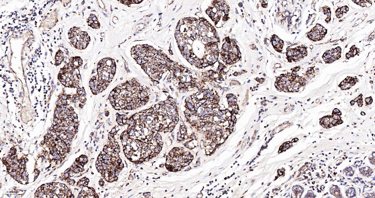Rabbit anti-Cytochrome C Monoclonal Antibody