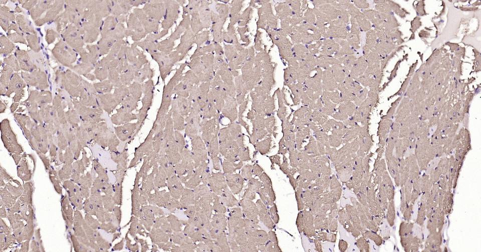 Rabbit anti-Myoglobin Polyclonal Antibody