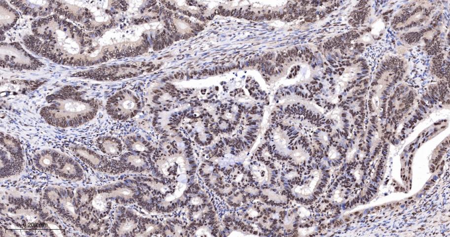 Rabbit anti-Cyclin E1 Monoclonal Antibody