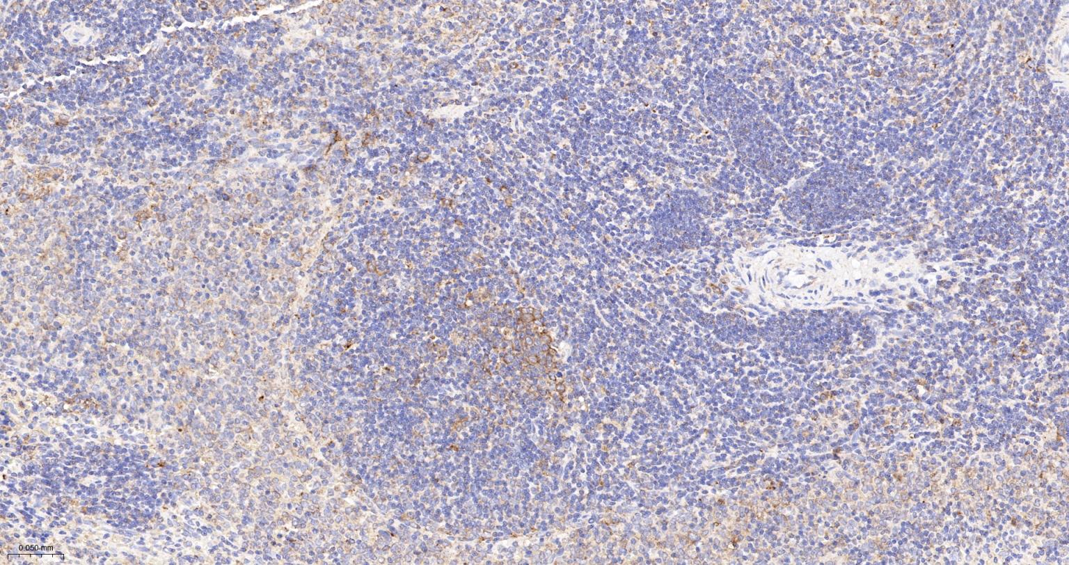 Rabbit anti-Cytochrome C Monoclonal Antibody