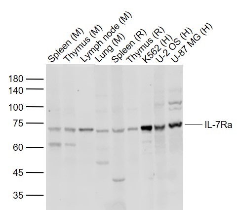 Rabbit anti-IL-7Ra Polyclonal Antibody