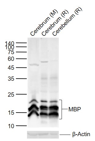 Rabbit anti-MBP Polyclonal Antibody