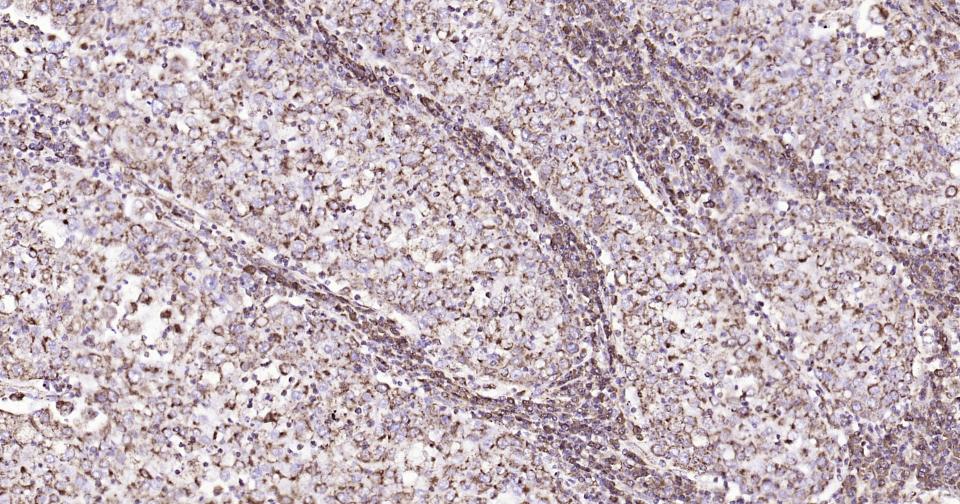 Rabbit anti-CD9 Monoclonal Antibody