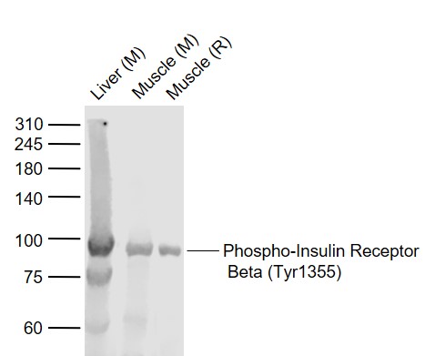 Rabbit anti-Phospho-Insulin Receptor β(Tyr1355) Polyclonal Antibody