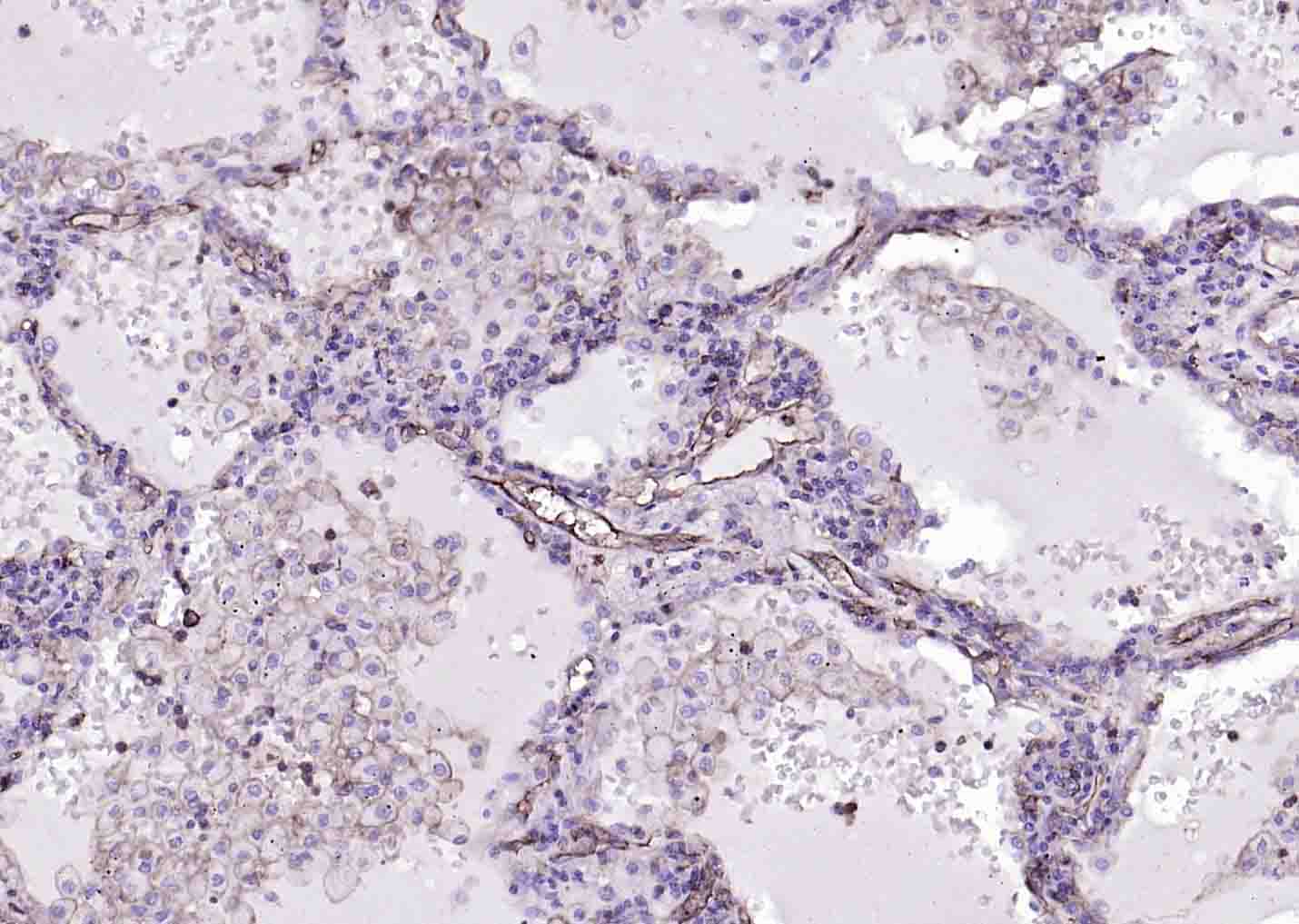 Rabbit anti-MHC Class I Monoclonal Antibody