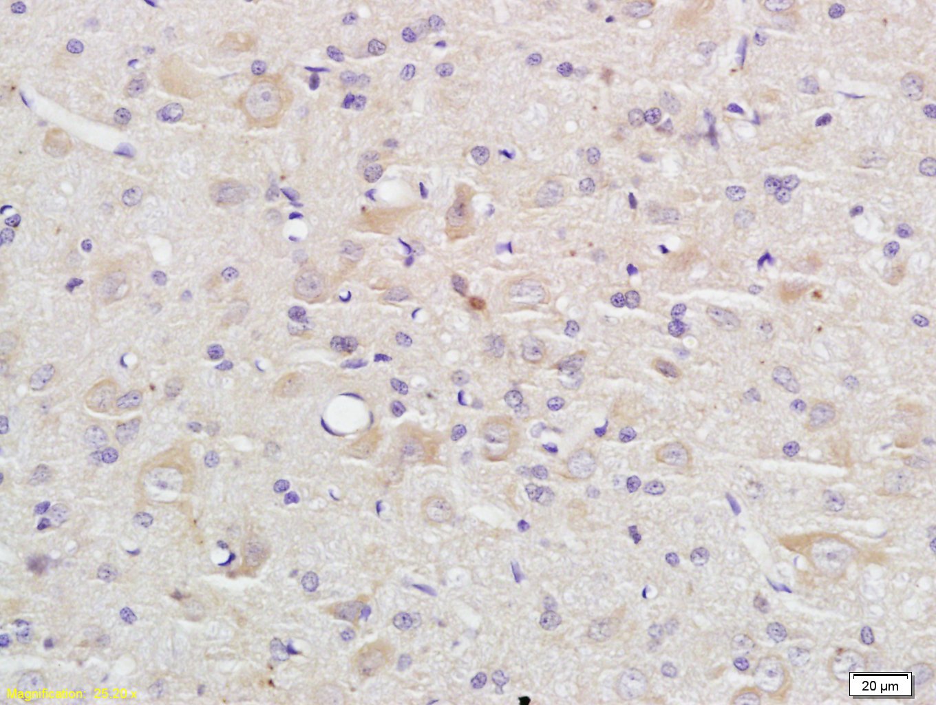 Rabbit anti-caspase-9 p10 Polyclonal Antibody