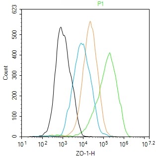 Rabbit anti-ZO-1 Polyclonal Antibody
