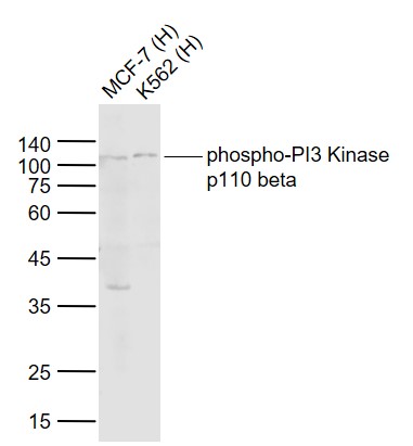 Rabbit anti-Phospho-PI3 Kinase p110 β(Ser1070) Polyclonal Antibody