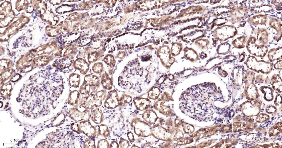 Rabbit anti-COX IV Monoclonal Antibody