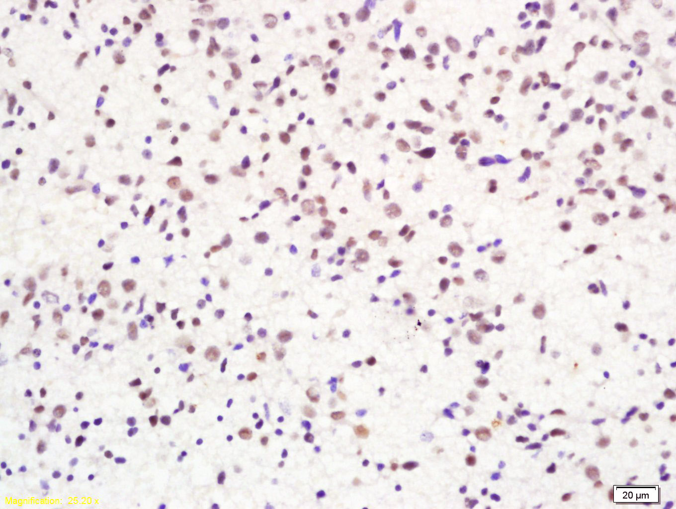 Rabbit anti-Histone H2A.x Polyclonal Antibody
