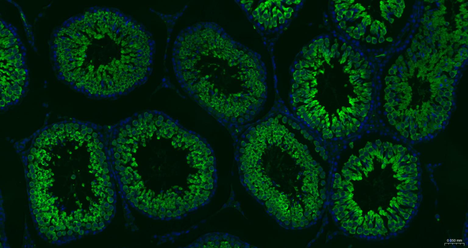 Rabbit anti-HSP70 Monoclonal Antibody