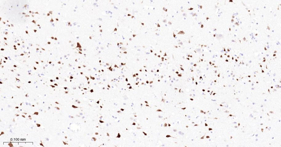 Rabbit anti-NeuN Monoclonal Antibody