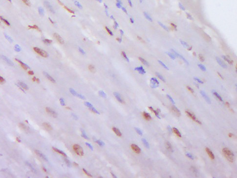 Rabbit anti-DiMethyl-Histone H3(Lys4) Polyclonal Antibody