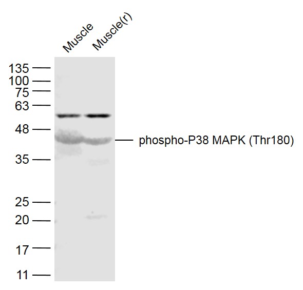 Rabbit anti-Phospho-P38 MAPK(Thr180) Polyclonal Antibody