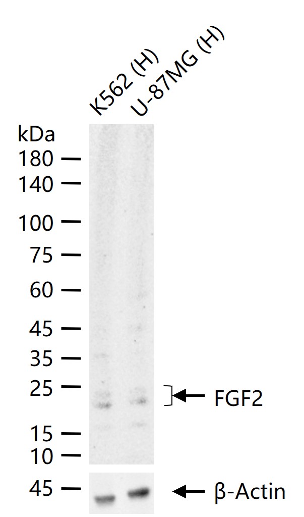 Rabbit anti-bFGF Monoclonal Antibody