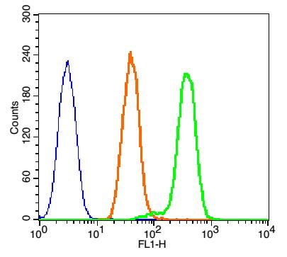 Rabbit anti-Phospho-P38 MAPK(Thr180) Polyclonal Antibody