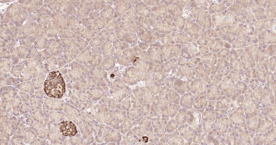 Rabbit anti-Stat3 Monoclonal Antibody