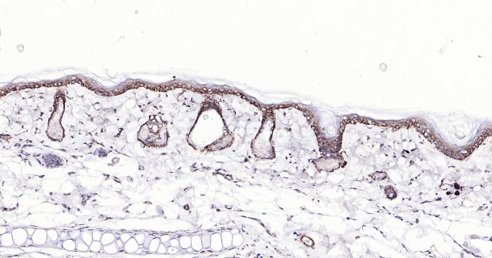 Rabbit anti-Bax Monoclonal Antibody