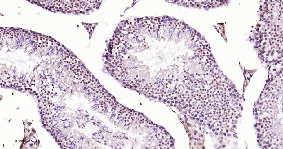 Rabbit anti-bFGF Monoclonal Antibody