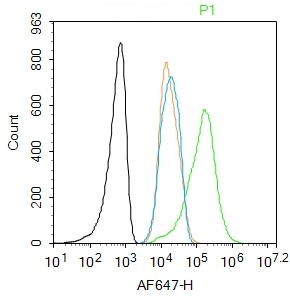 Rabbit anti-JAK2 Polyclonal Antibody