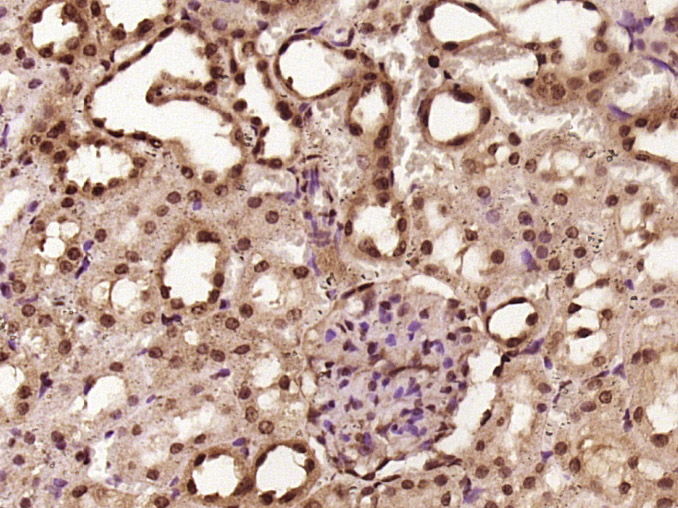 Rabbit anti-PGC1α+β Polyclonal Antibody