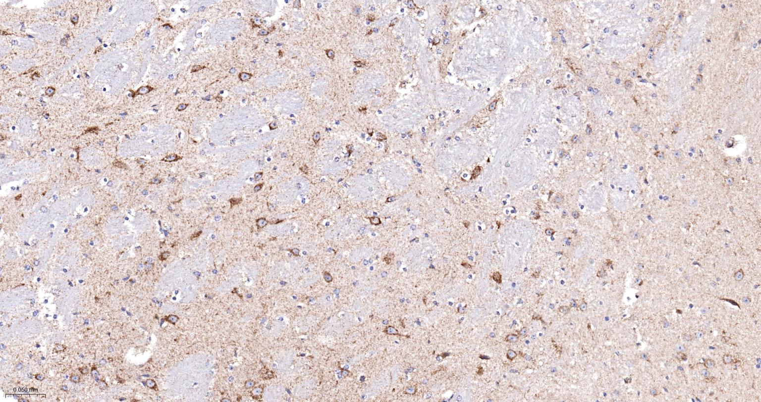 Rabbit anti-Cytochrome C Monoclonal Antibody