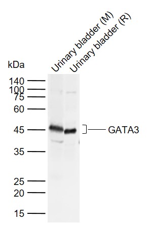 Rabbit anti-GATA3 Polyclonal Antibody