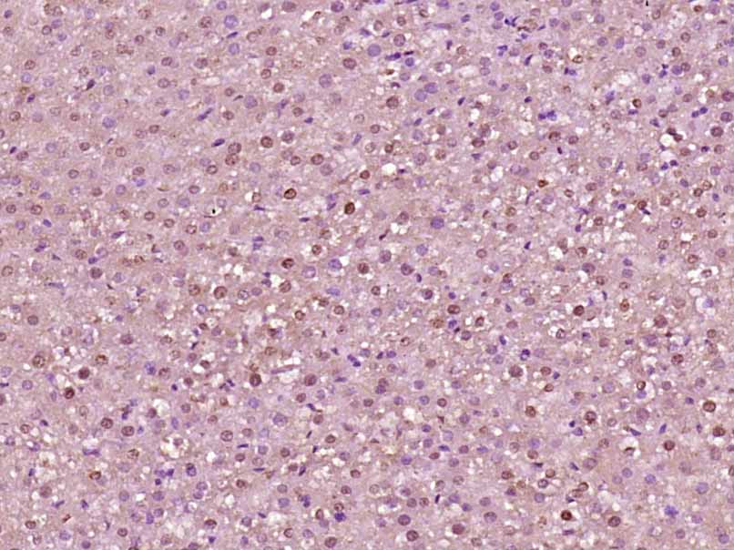 Rabbit anti-Histone H3(Acetyl K23) Polyclonal Antibody