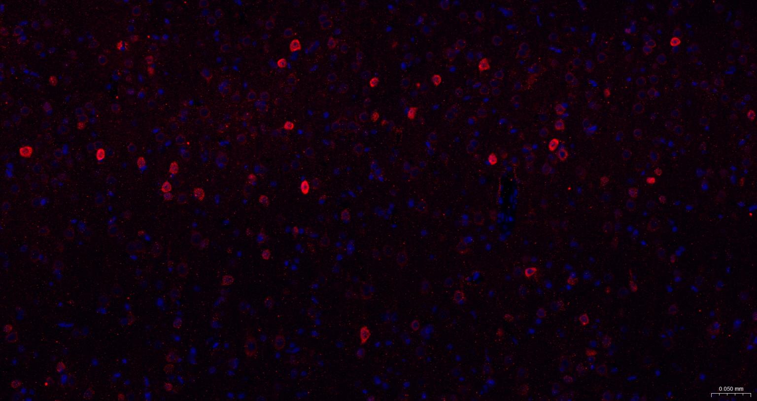Rabbit anti-NGF Monoclonal Antibody