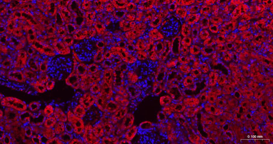 Rabbit anti-GAPDH Polyclonal Antibody