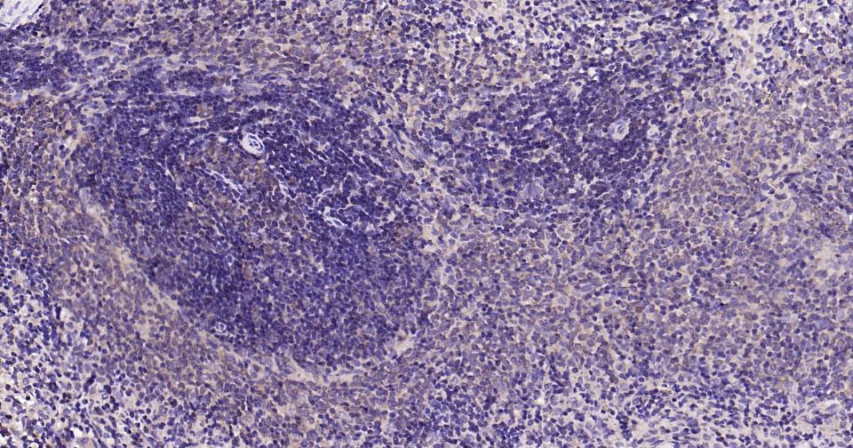Rabbit anti-Bax Monoclonal Antibody